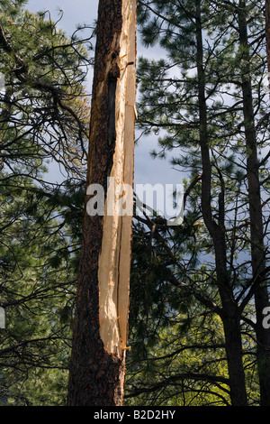 Arbre frappé par la foudre, Black Hills National Forest, le Dakota du Sud Banque D'Images