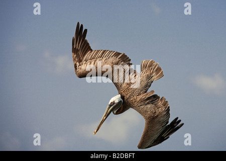 Pélican brun Pelecanus occidentalis plongée pour les poissons mâles Banque D'Images