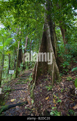 Rainforest trail Partie de la Rainforest Aerial Tram tour Dominique Antilles Banque D'Images