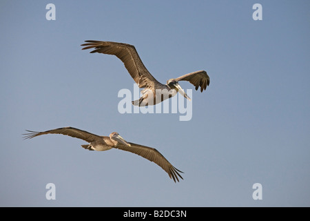 Paire de Le Pélican brun Pelecanus occidentalis mâle et femelle Banque D'Images