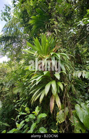 De plus en plus dans la forêt tropicale de broméliacées Dominique Antilles Banque D'Images