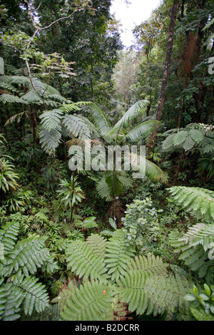 Le sud de la Dominique Rainforest vu de la Rainforest Aerial Tram Antilles Banque D'Images