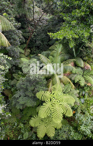 Ciel de forêt tropicale vu depuis le tram aérien de la forêt tropicale Dominique Antilles Banque D'Images