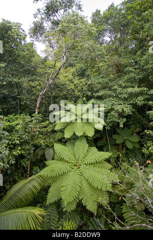 Forêt vierge vu de la Rainforest Aerial Tram Dominique Antilles Banque D'Images