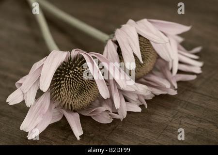 Une paire de flétrissement fleurs Échinacée ilustrate le passage du temps allongé sur une table en bois en sépia avec un soupçon de couleur. Banque D'Images