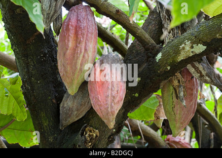 Les cabosses de cacao Theobroma cacao cacaoyer Dominique Antilles Banque D'Images