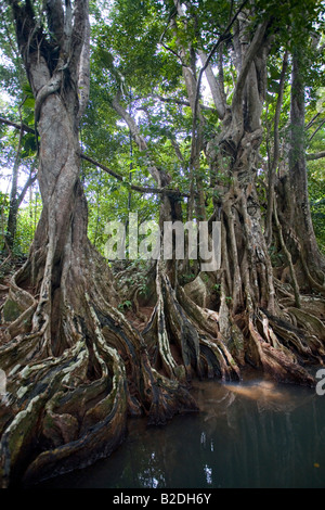 Arbres Pterocarpus officinalis sang marais Rivière Indian Dominique Antilles Caraïbes de l'Est Banque D'Images