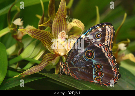 5063899 Papillon Morpho bleu Banque D'Images