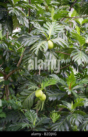 Arbre à pain Artocarpus altilis Dominique Banque D'Images