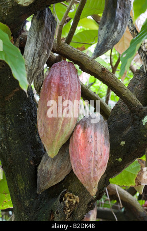 Les cabosses de cacao Theobroma cacao cacaoyer Dominique Antilles Banque D'Images