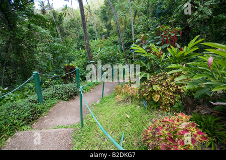 Diamond Botanical Gardens et Cascade Soufrière Estate St Lucia Banque D'Images