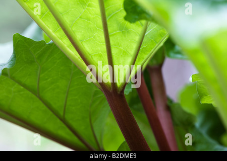 Les feuilles de rhubarbe fraîche Banque D'Images