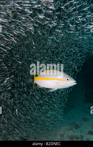 L'alimentation de la limande à queue sur une école de poisson-appât Banque D'Images