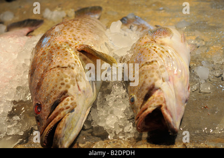 Pour la vente de poisson frais du marché, mahachai , mahachai, samutsakhon, Thaïlande Banque D'Images