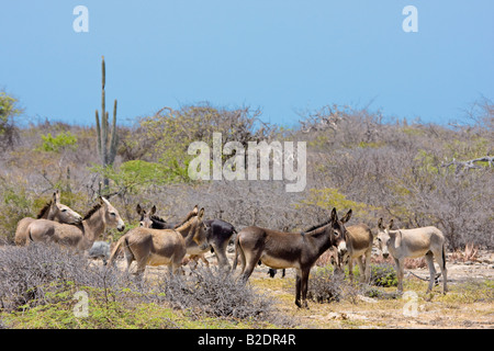 Les ânes sauvages sur l'île de Bonaire, Antilles néerlandaises, des Caraïbes. Banque D'Images