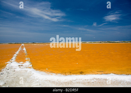 En croûte de sel rive d'un marais salant près du lac Bay, l'île de Bonaire, Antilles néerlandaises, des Caraïbes. Banque D'Images