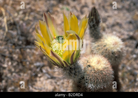 Cactus Echinocereus pectinatus dans fiore cactacee Piante grasse botanica Nouveau Mexique USA Nord Americhe deserto deserto di Chiuh Banque D'Images