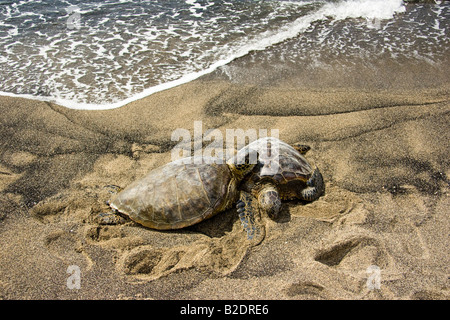 Deux tortues vertes, Chelonia mydas, une espèce menacée, ont tiré sur une plage hawaïenne pour le soleil, à Hawaï. Banque D'Images