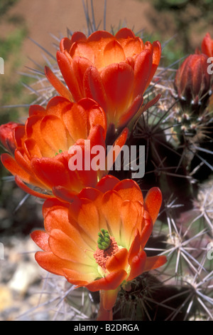 Pickly fleurs cactus Echinocereus triglochidiatus claret cup cactus cactus piante Nouveau Mexique USA Nord Americhe deserto d Banque D'Images