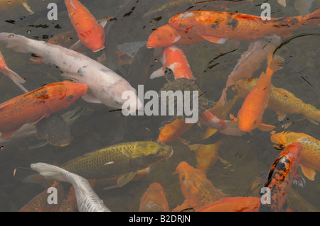 La carpe koï (Cyprinus carpio) nourrir , parc de hong kong , hong kong , Chine Banque D'Images