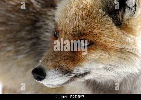 Le renard Renard Vulpes vulpes rouge mammifères canidés mountain neige neige hiver Italie bois volpe rossa Vulpes vulpes canidi mammiferi m Banque D'Images