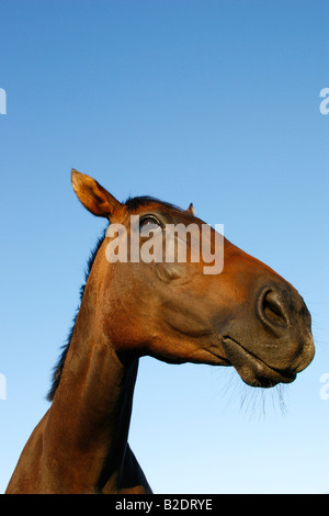 Tête de cheval sur fond bleu avec un espace réservé au texte Banque D'Images