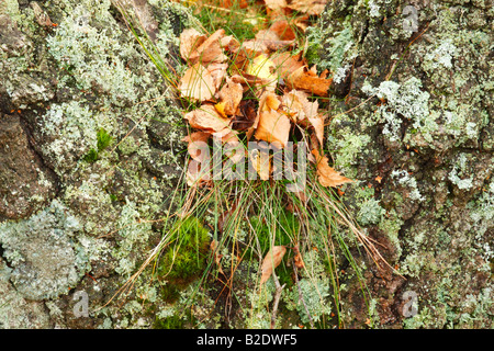 Feuilles de bouleau lying on grass et de lichens dans la fente d'un arbre Banque D'Images