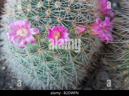 Fleurs oranger sur cactus Mamilaria Banque D'Images