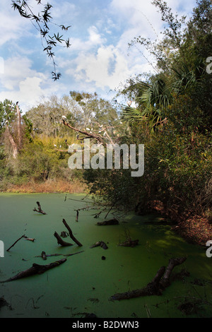 Étang couvert d'ALGUES AVEC DIVERS OISEAUX DE RIVAGE SUR LES ARBRES À PROXIMITÉ DE PLUM ORCHARD SUR Cumberland Island National Seashore GEORGIA USA Banque D'Images