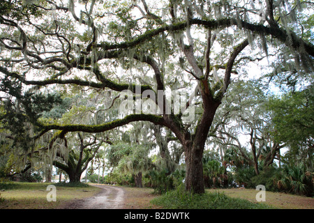 PLUM ORCHARD ROAD À PROXIMITÉ DE MANOIR SUR Cumberland Island National Seashore GEORGIA USA Banque D'Images