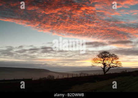 Arbre d'aubépine en silhouette contre l'aube du ciel coloré et du matériel roulant de la lande Vallée d'ESK à North York Moors National Park Banque D'Images