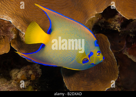 La reine poissons-anges, Holacanthus ciliaris, atteint 18 cm de long et est commun dans les Caraïbes, Bonaire. Banque D'Images