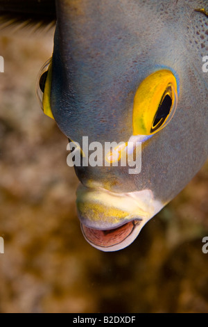 L'angelfish Pomacanthus paru en français, est souvent en paires et est commun dans les Caraïbes, Bonaire. Banque D'Images