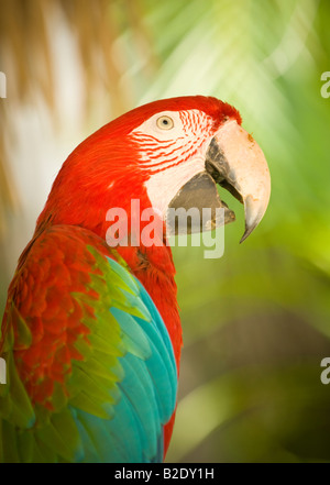 Caraïbes République dominicaine Punta Cana Manati Park rouge couleur vert et bleu parrot Banque D'Images