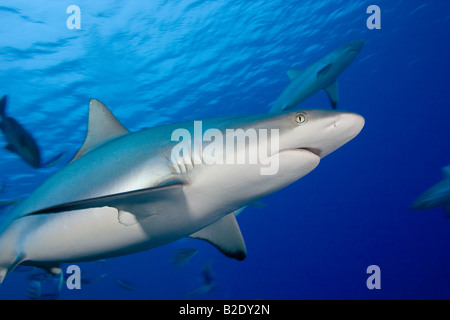 Les requins gris de récif, Carcharhinus amblyrhynchos, au large de l'île de Yap, Micronésie. Banque D'Images