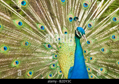 Caraïbes République dominicaine Punta Cana Manati Park avec des plumes de paon coloré sur l'affichage Banque D'Images