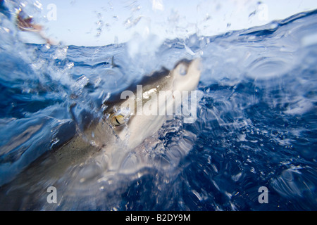 Le Carcharhinus galapagensis requins Galápagos,, peut atteindre 12 pieds de long, New York. Banque D'Images