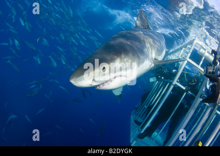Les plongeurs dans une cage Obtenez un aperçu détaillé d'un grand requin blanc, Carcharodon carcharias, au large de l'île de Guadalupe, au Mexique. Banque D'Images