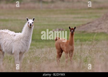 Adultes et jeunes lamas en Saskatchewan pasture Banque D'Images