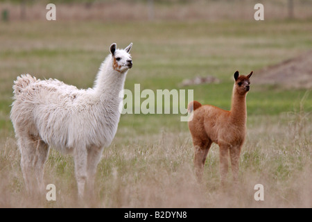 Adultes et jeunes lamas en Saskatchewan pasture Banque D'Images