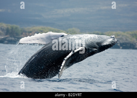 Violer, veau baleine à bosse Megaptera novaeangliae, au large de la grande île, à Hawaï. Banque D'Images