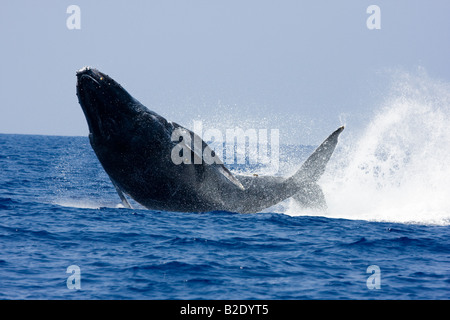 Violer rorqual à bosse, Megaptera novaeangliae, New York. Banque D'Images