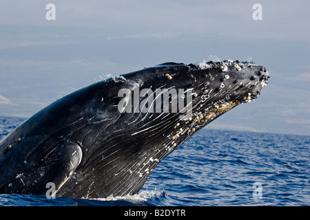 Violer Rorqual à bosse, Megaptera novaeangliae, New York. Banque D'Images