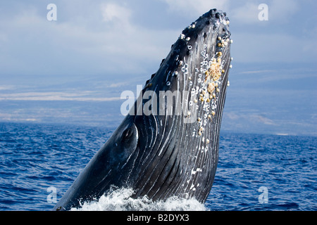 Violer rorqual à bosse, Megaptera novaeangliae, New York. Banque D'Images