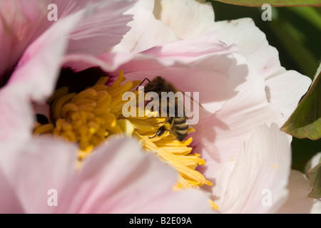 Bee gathering nectar dans la belle fleur de pivoine Banque D'Images