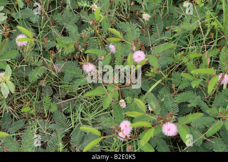 Plante sensitive Mimosa pudica ou Banque D'Images