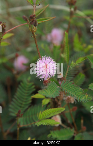 Plante sensitive Mimosa pudica ou Banque D'Images