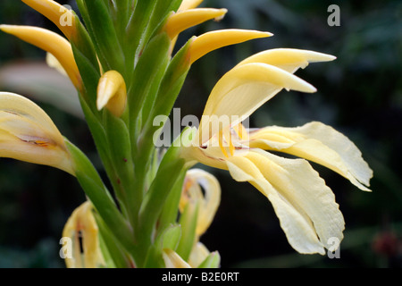 CAUTLEYA SPICATA VAR LUTEA Banque D'Images