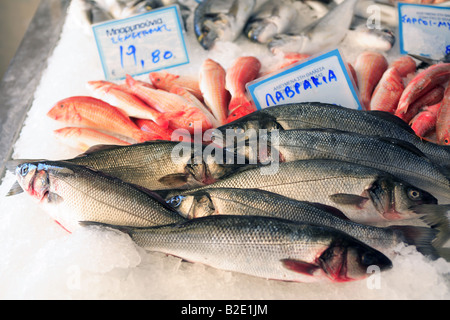 Grèce Le poisson frais sur l'affichage dans une poissonnerie Banque D'Images