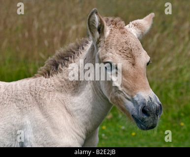 Poulain cheval de Przewalski (Equus ferus przewalskii) Banque D'Images